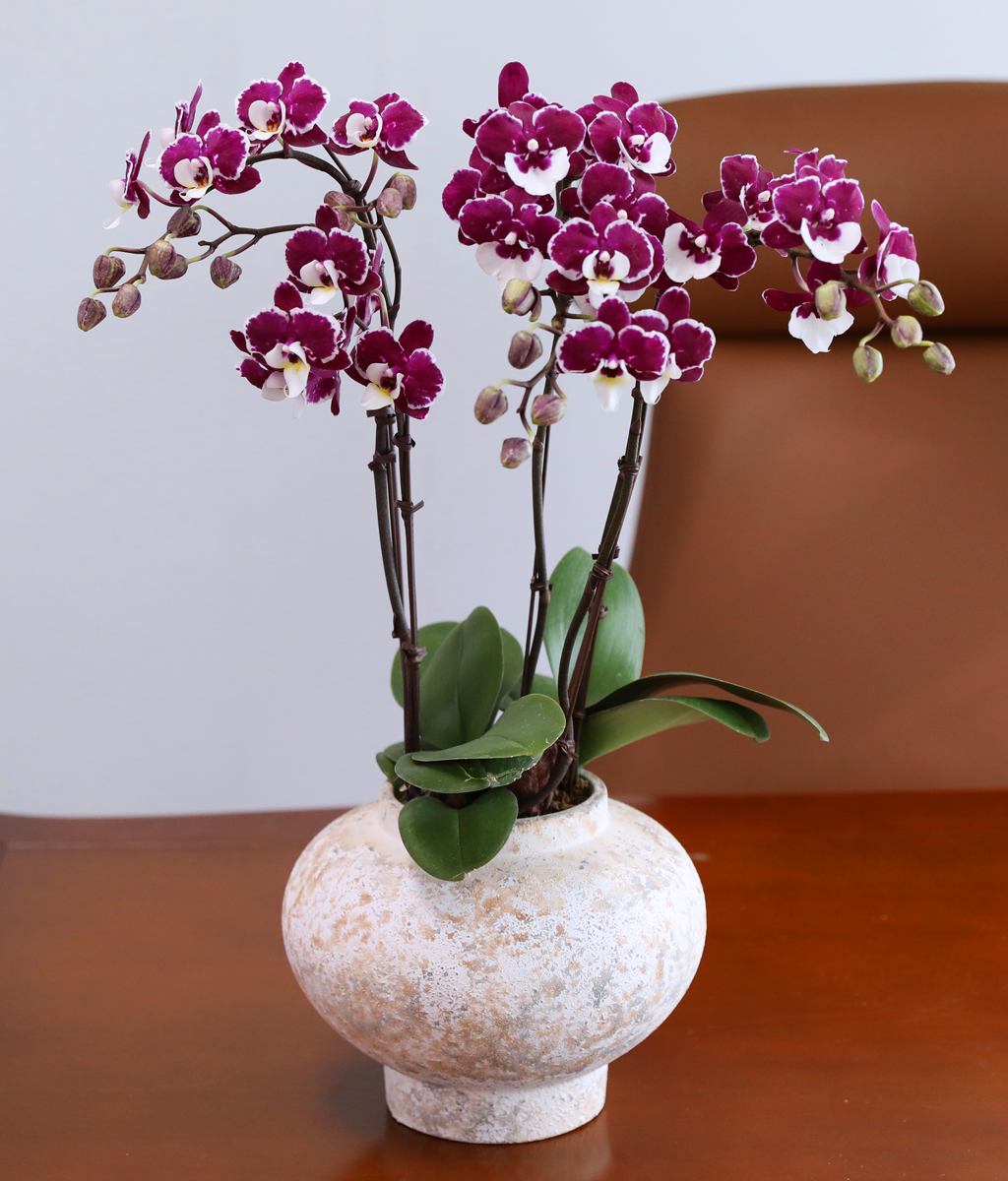 ���� ���� ���� - ������ �� ���� �ɹ��