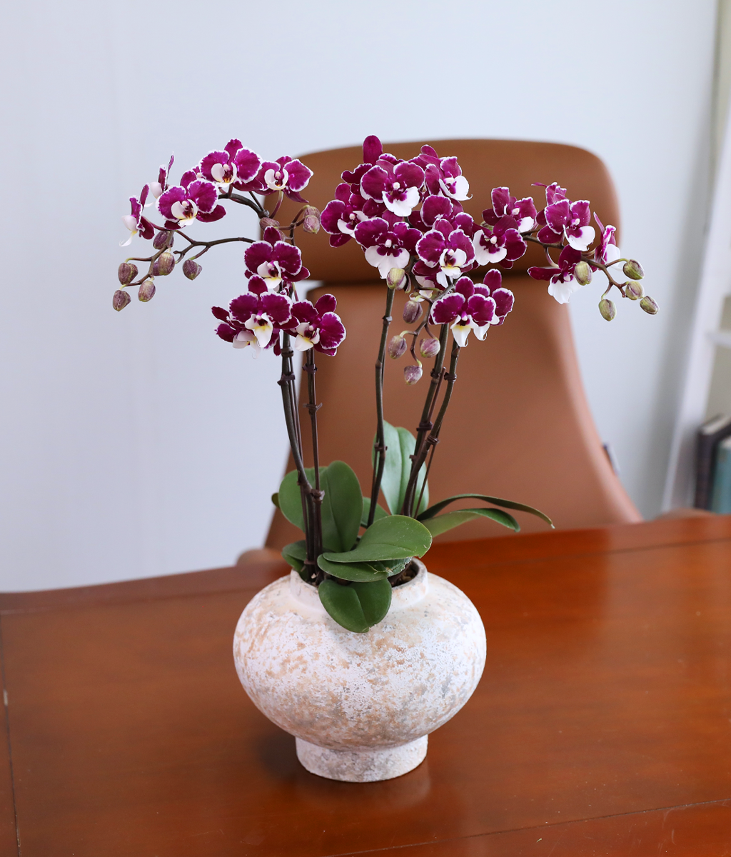 ���� ���� ���� - ������ �� ���� �ɹ��