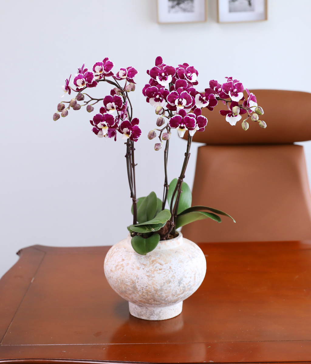 ���� ���� ���� - ������ �� ���� �ɹ��