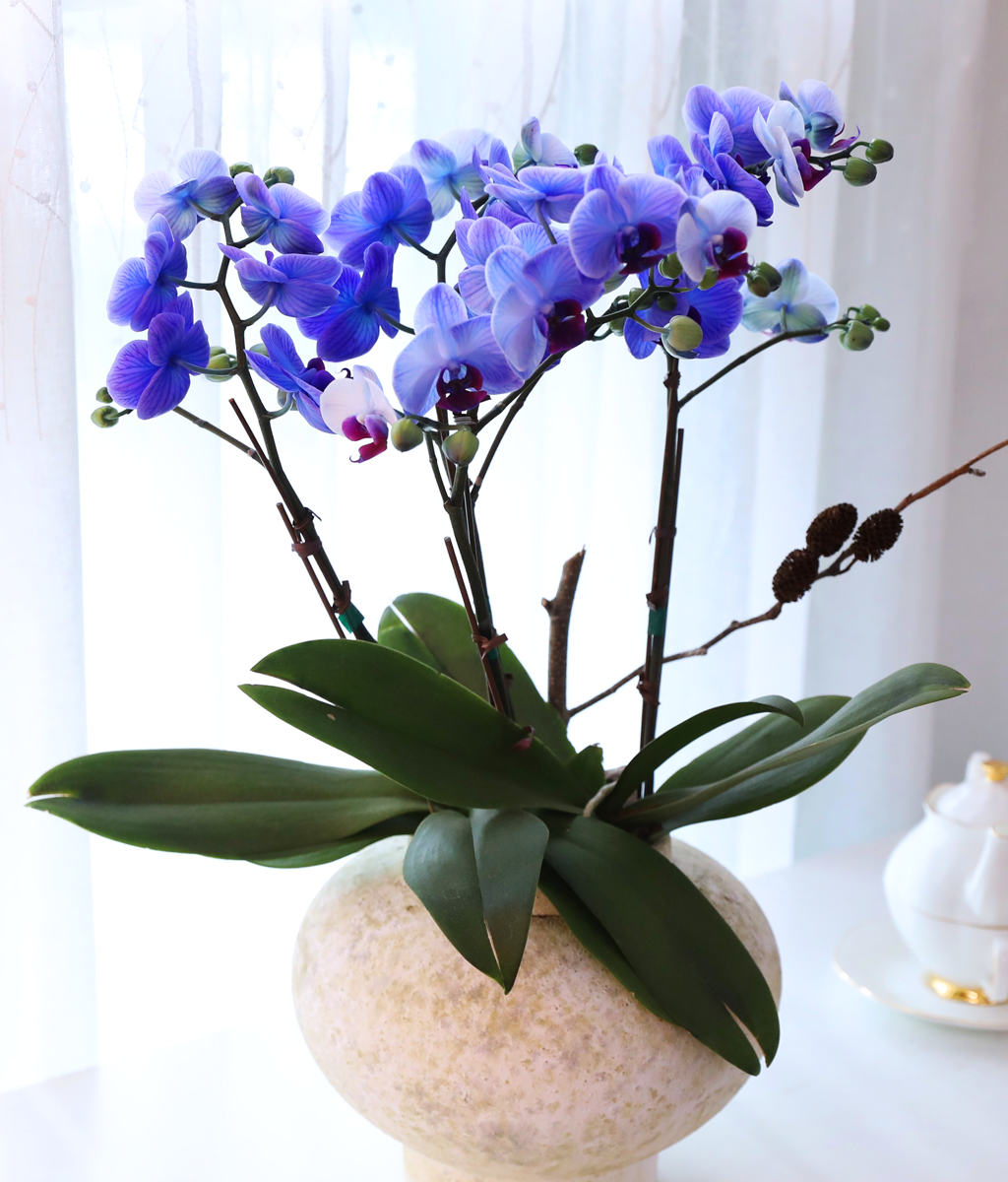 �޺� ������ �� - ������ �� ���� �ɹ��