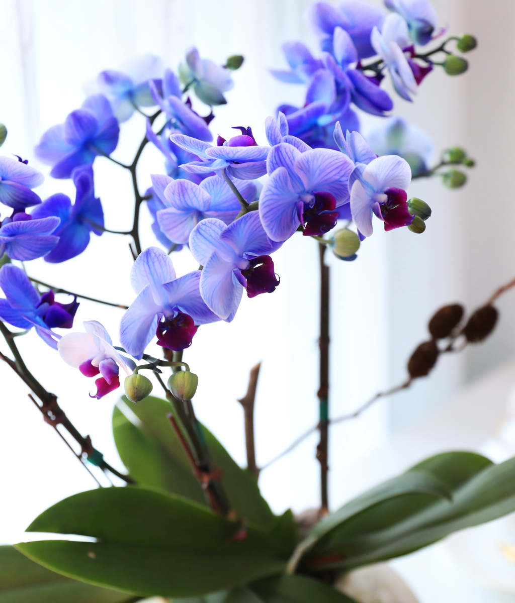 �޺� ������ �� - ������ �� ���� �ɹ��