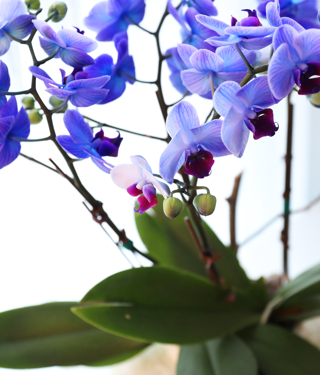 �޺� ������ �� - ������ �� ���� �ɹ��