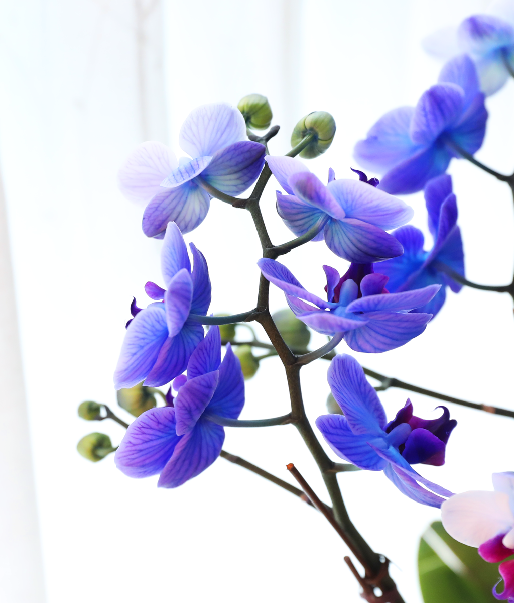 �޺� ������ �� - ������ �� ���� �ɹ��