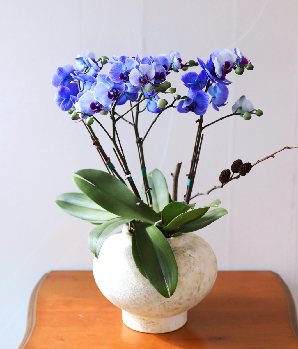 �޺� ������ �� - ������ �� ���� �ɹ��