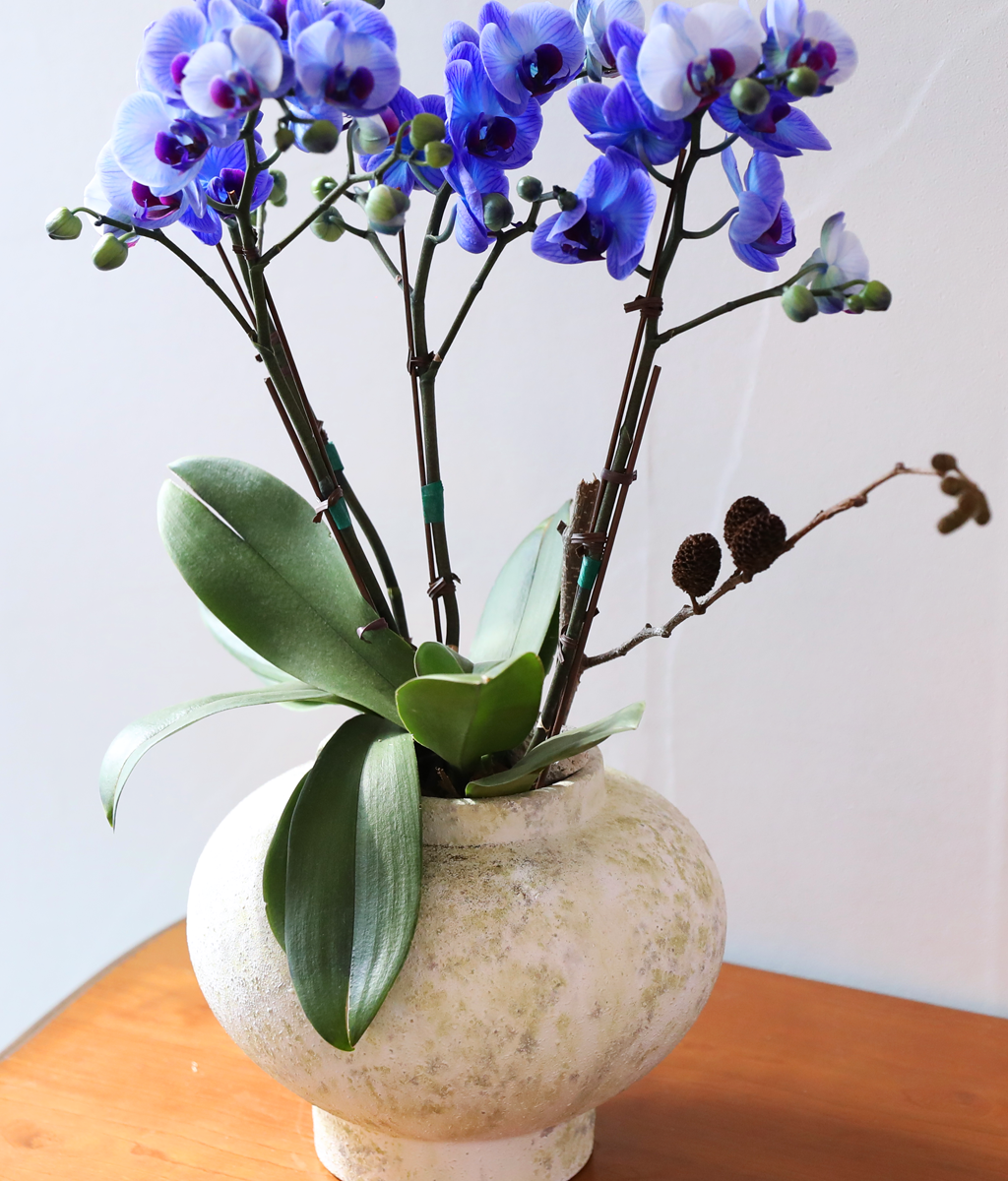 �޺� ������ �� - ������ �� ���� �ɹ��