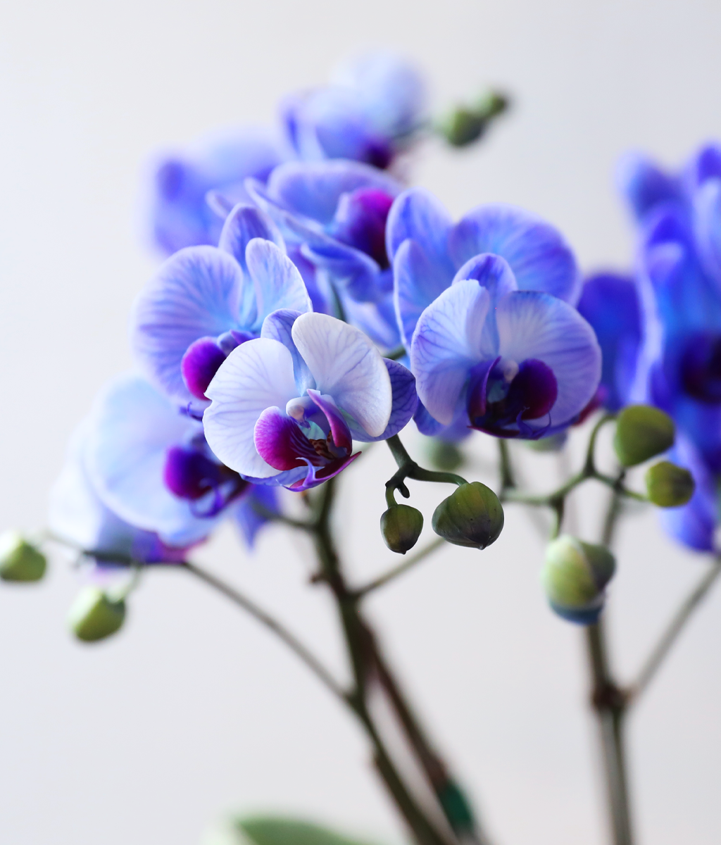 �޺� ������ �� - ������ �� ���� �ɹ��