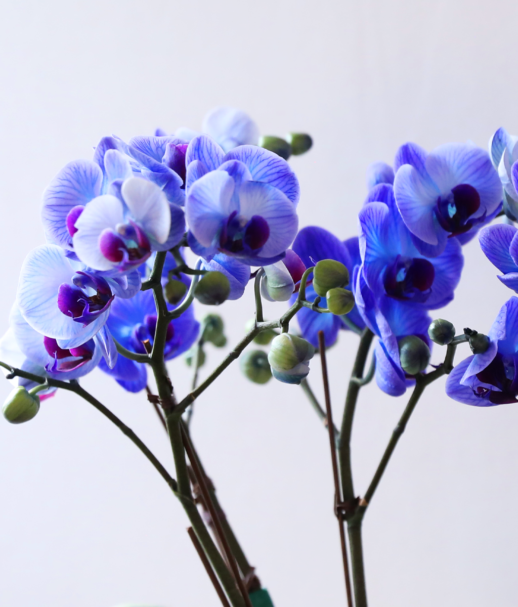 �޺� ������ �� - ������ �� ���� �ɹ��