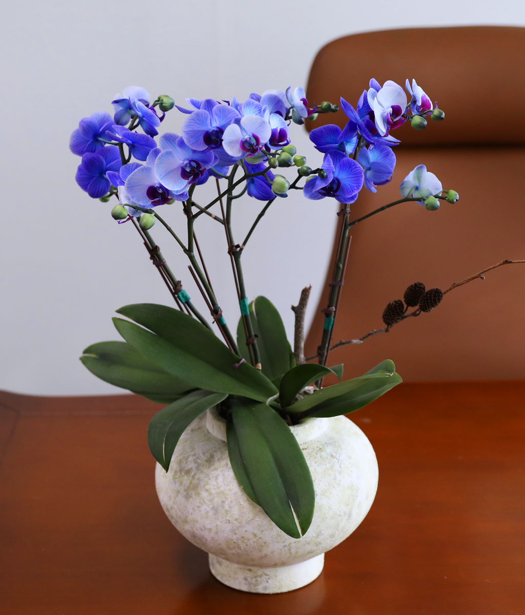 �޺� ������ �� - ������ �� ���� �ɹ��