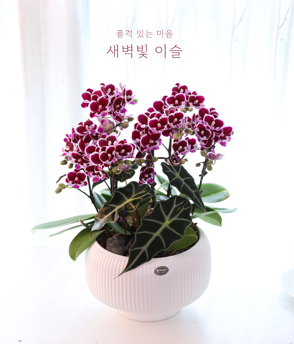 ������ �̽� - ������ �� ���� �ɹ��