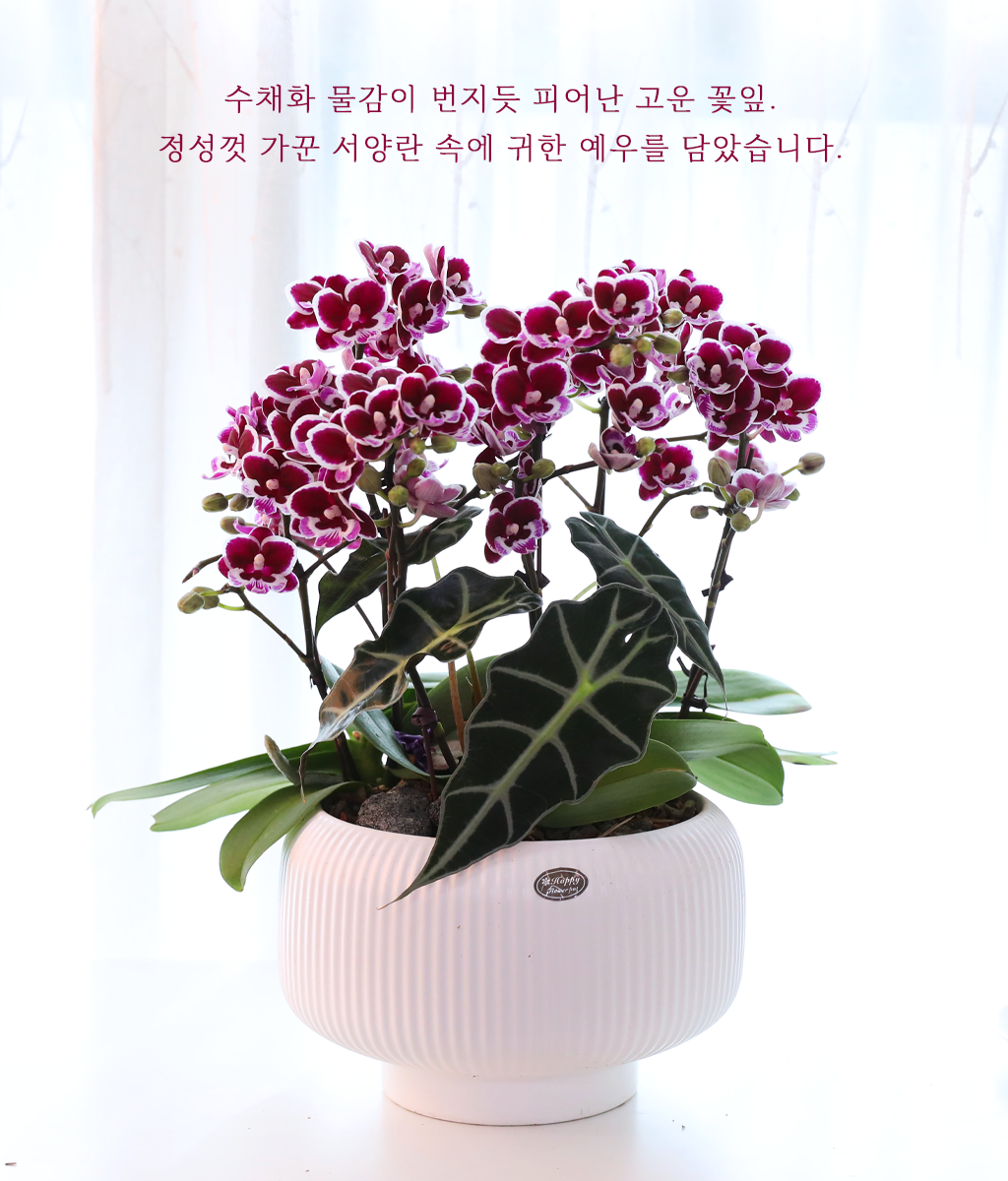 ������ �̽� - ������ �� ���� �ɹ��