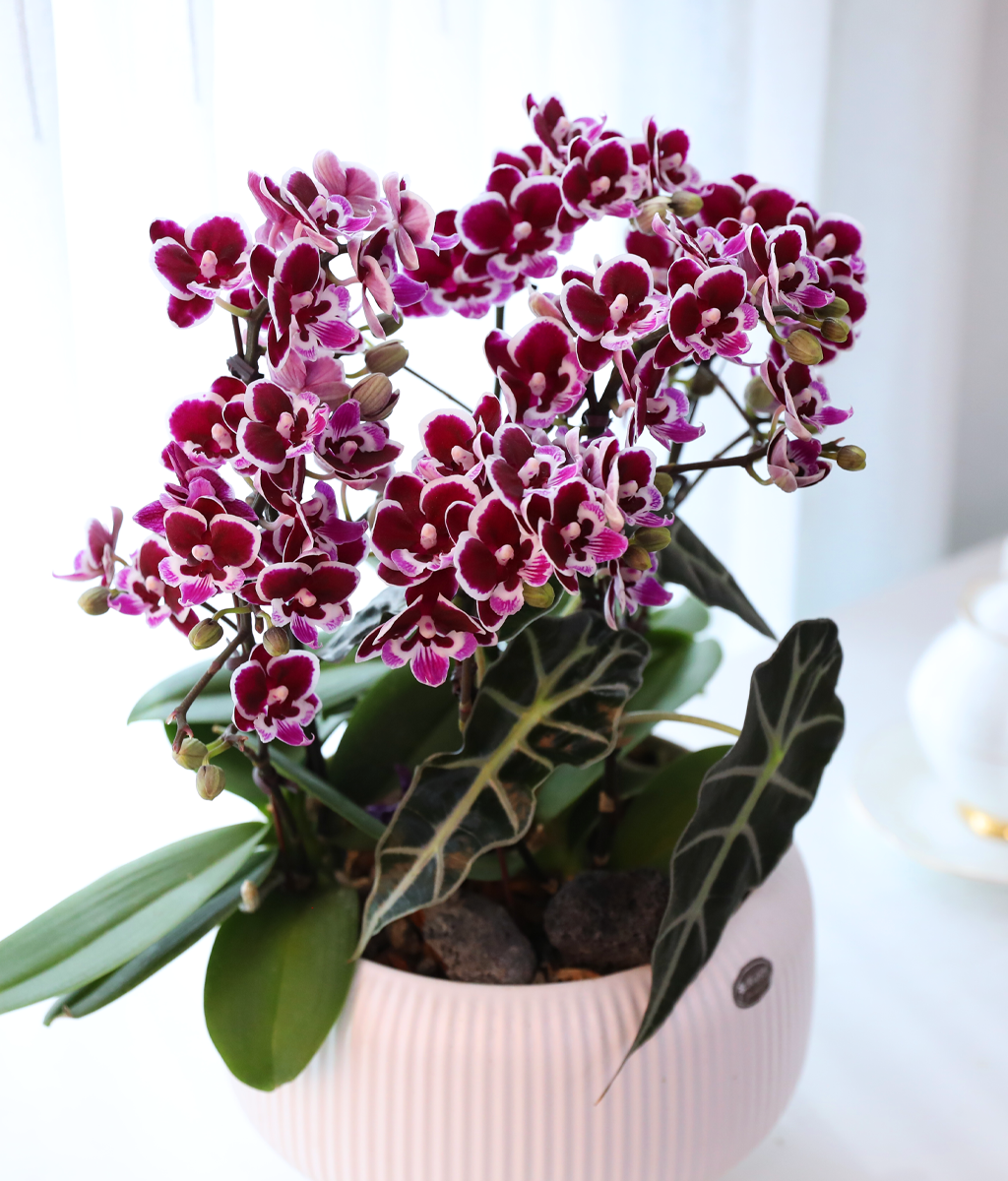 ������ �̽� - ������ �� ���� �ɹ��