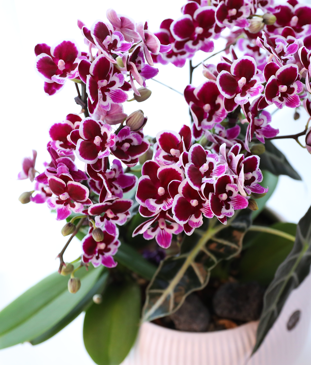 ������ �̽� - ������ �� ���� �ɹ��