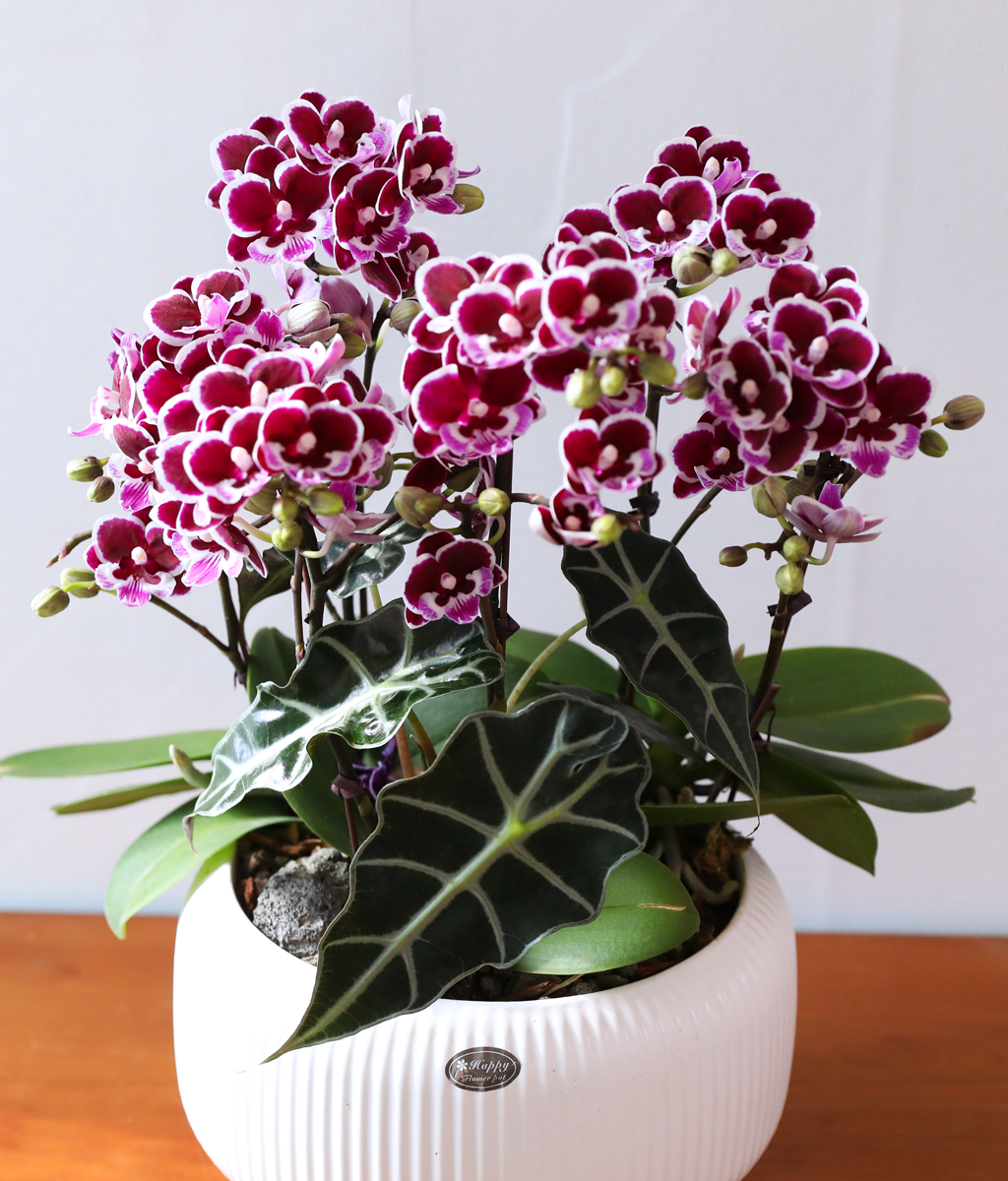 ������ �̽� - ������ �� ���� �ɹ��