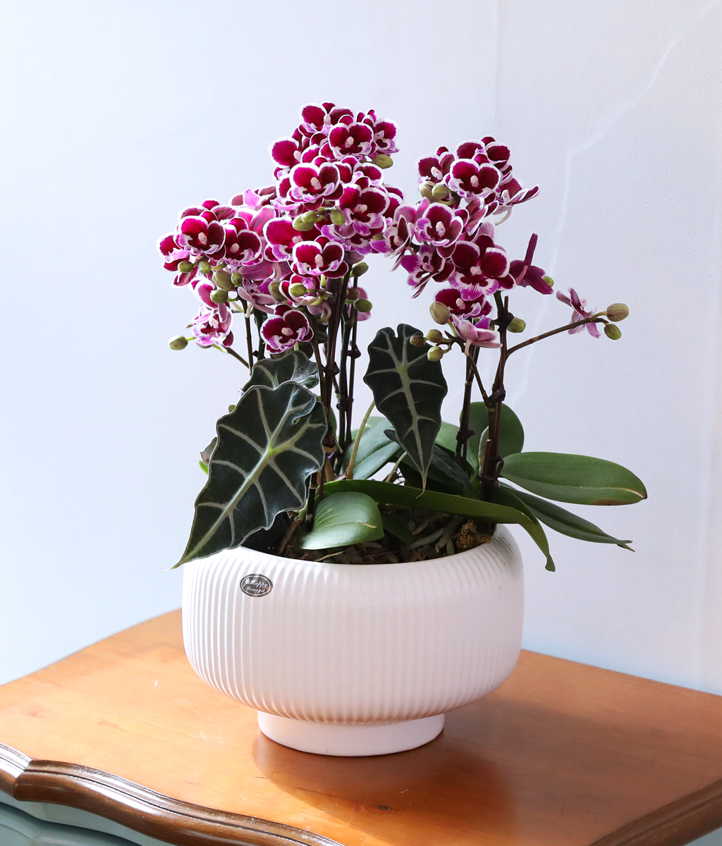 ������ �̽� - ������ �� ���� �ɹ��