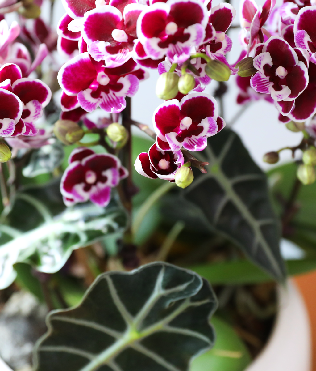 ������ �̽� - ������ �� ���� �ɹ��