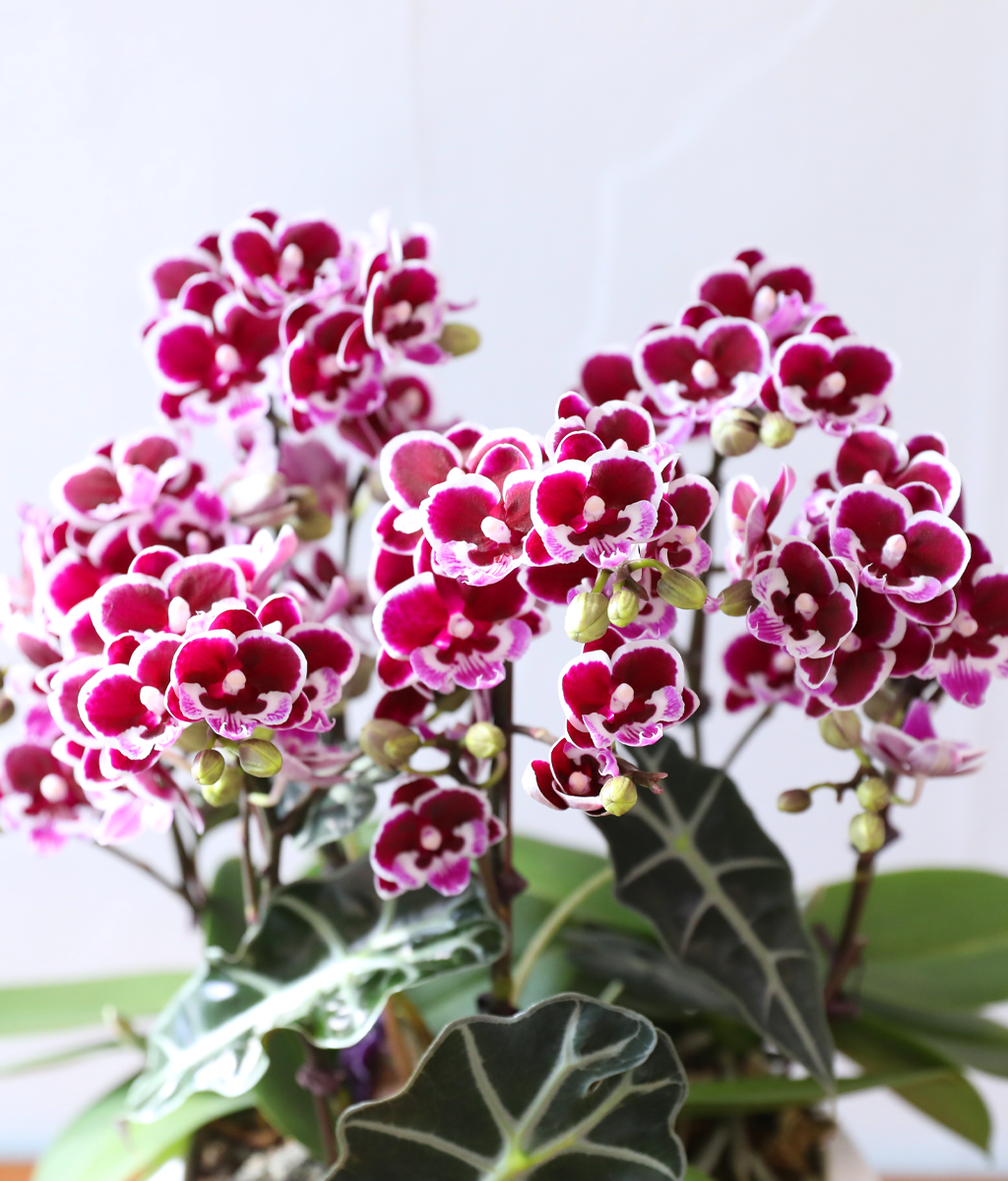 ������ �̽� - ������ �� ���� �ɹ��