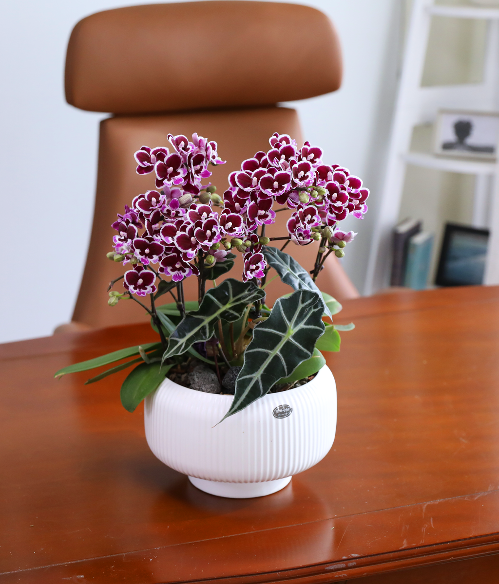 ������ �̽� - ������ �� ���� �ɹ��