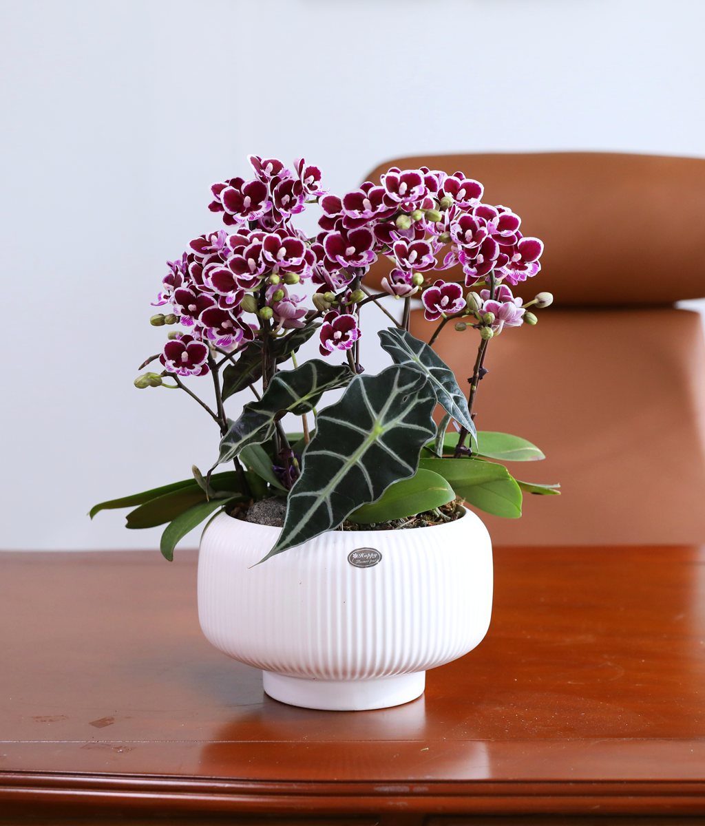 ������ �̽� - ������ �� ���� �ɹ��