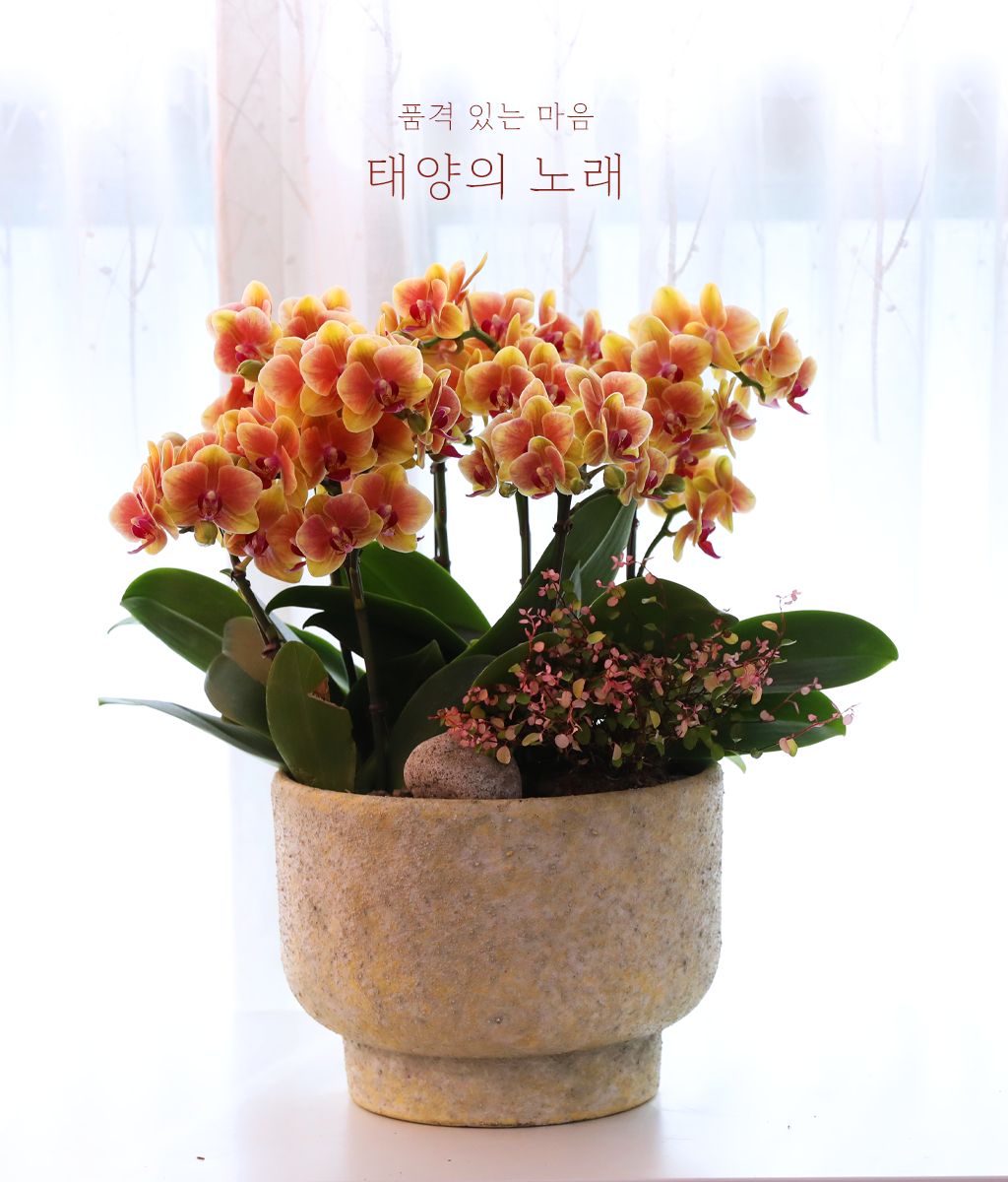 �¾��� �뷡 - ������ �� ���� �ɹ��