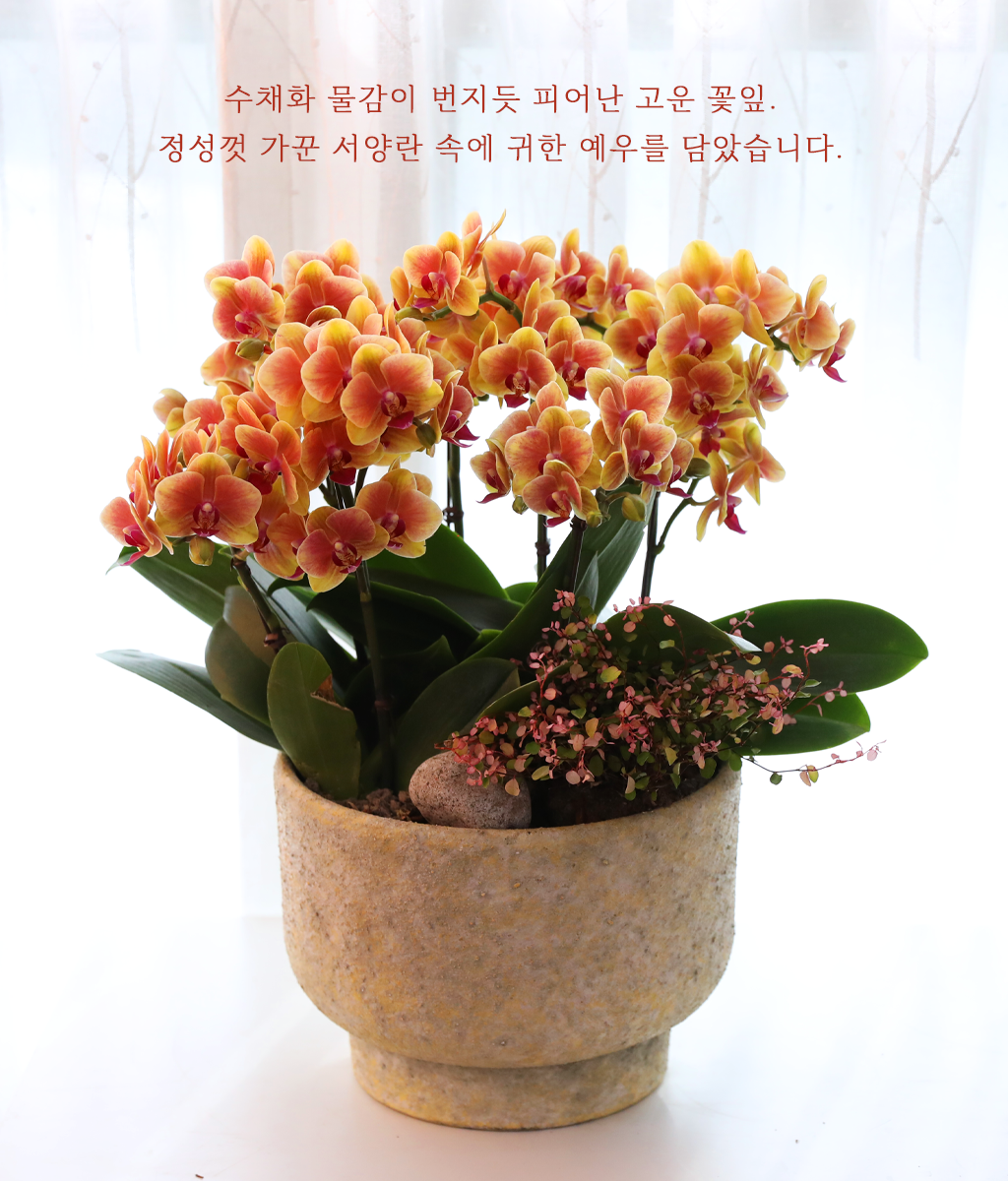 �¾��� �뷡 - ������ �� ���� �ɹ��