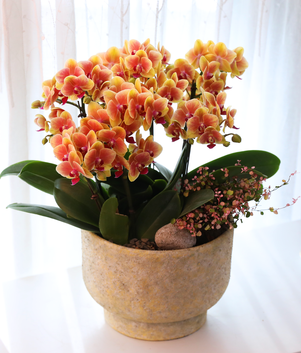 �¾��� �뷡 - ������ �� ���� �ɹ��