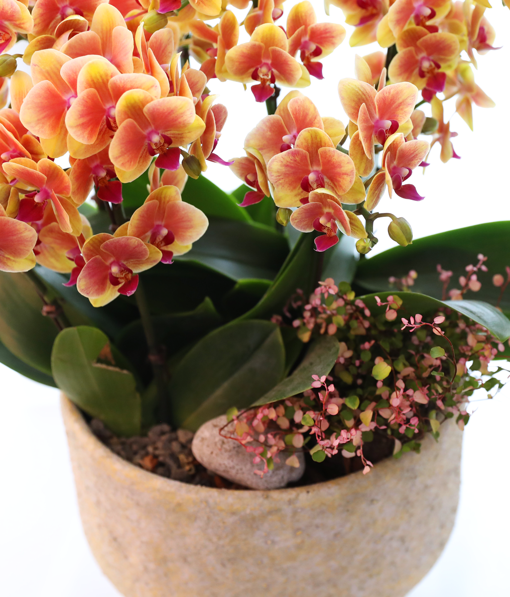 �¾��� �뷡 - ������ �� ���� �ɹ��