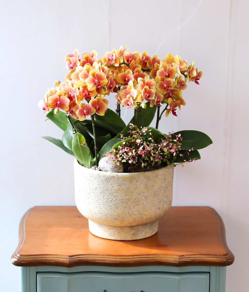 �¾��� �뷡 - ������ �� ���� �ɹ��