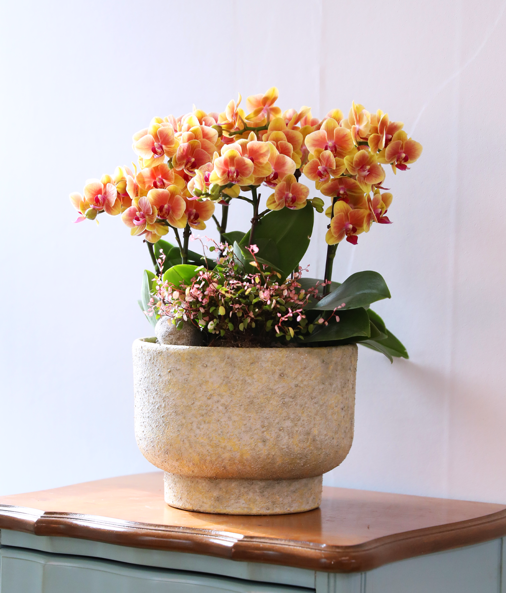 �¾��� �뷡 - ������ �� ���� �ɹ��