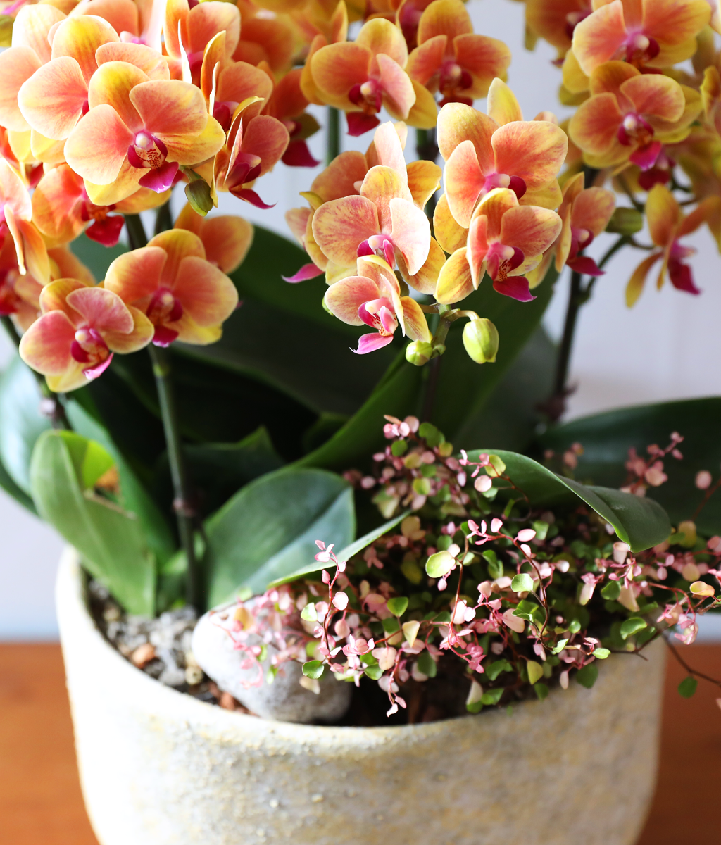 �¾��� �뷡 - ������ �� ���� �ɹ��