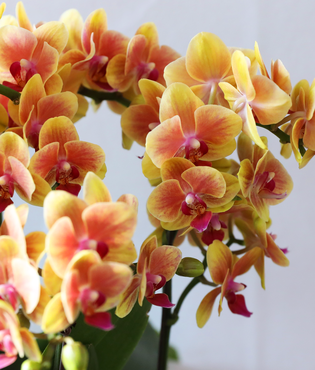 �¾��� �뷡 - ������ �� ���� �ɹ��