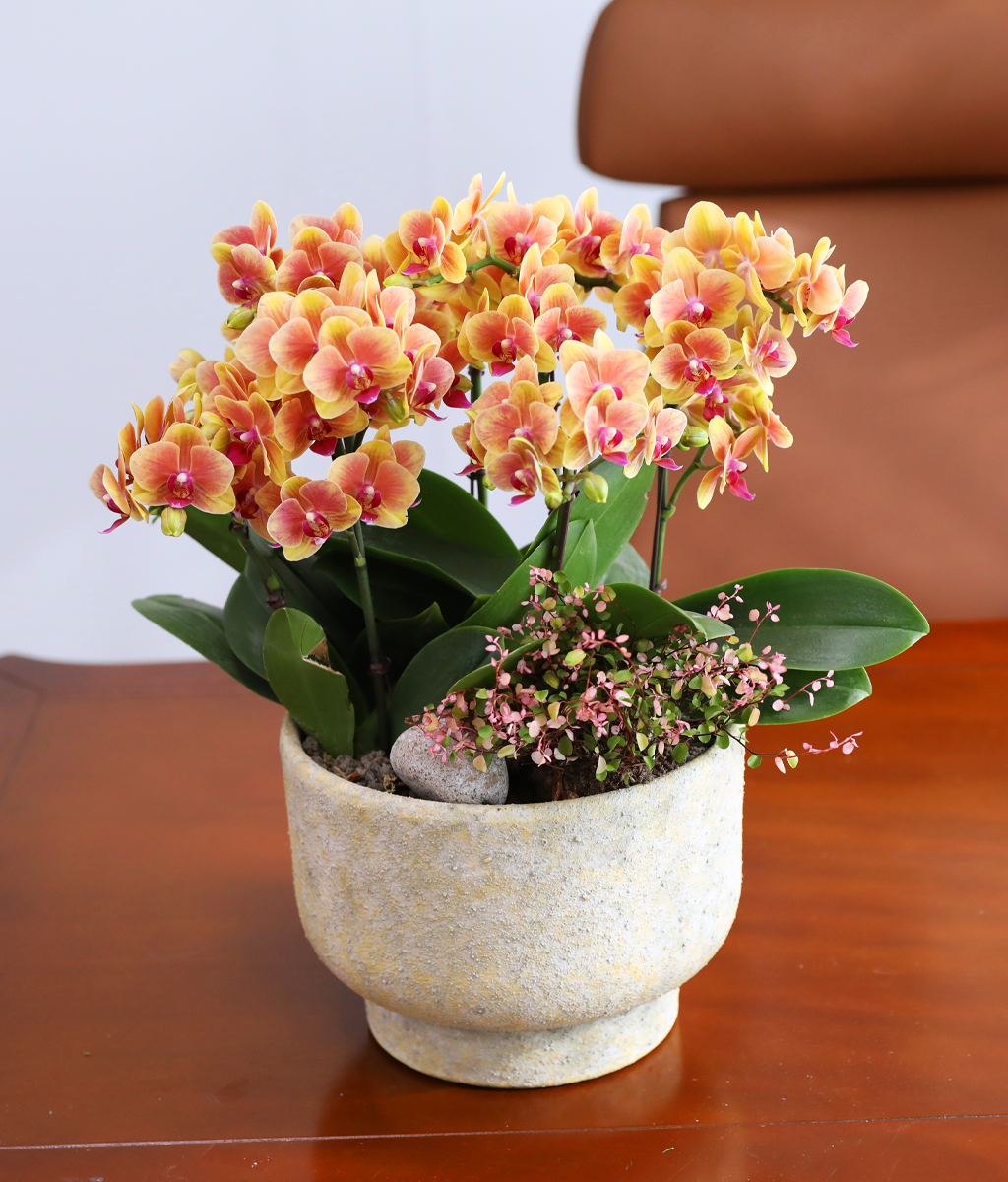 �¾��� �뷡 - ������ �� ���� �ɹ��