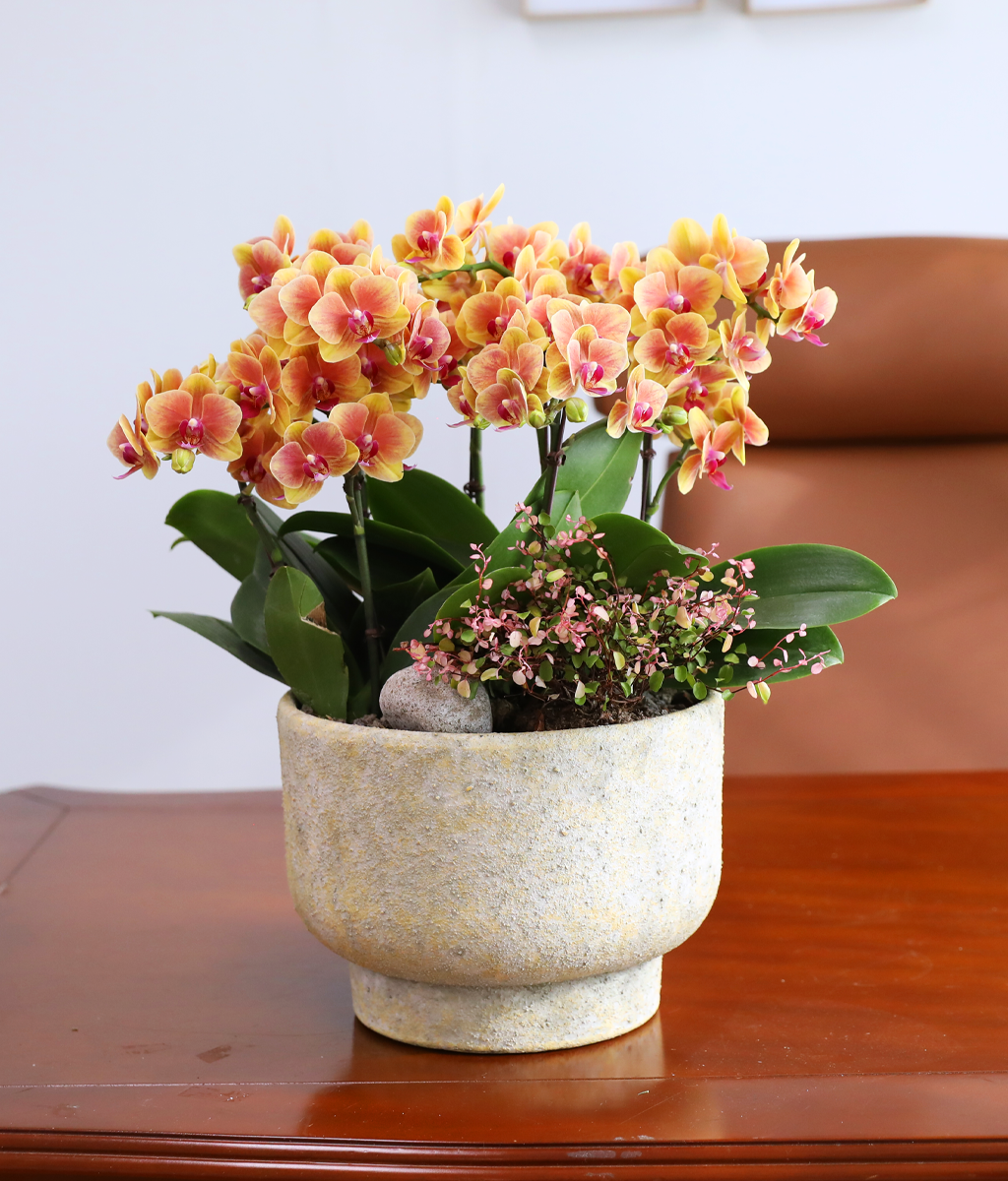 �¾��� �뷡 - ������ �� ���� �ɹ��