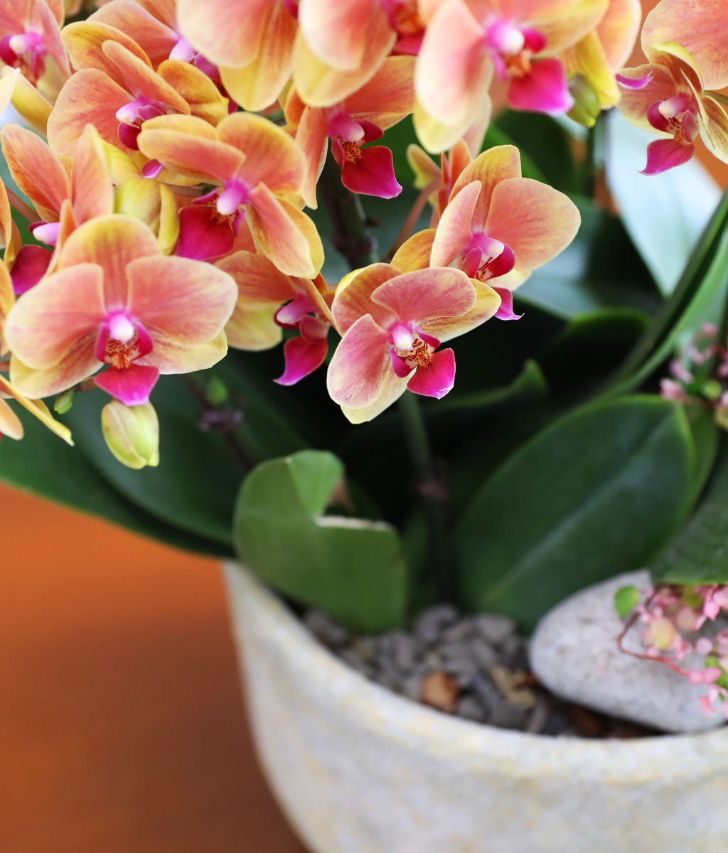 �¾��� �뷡 - ������ �� ���� �ɹ��