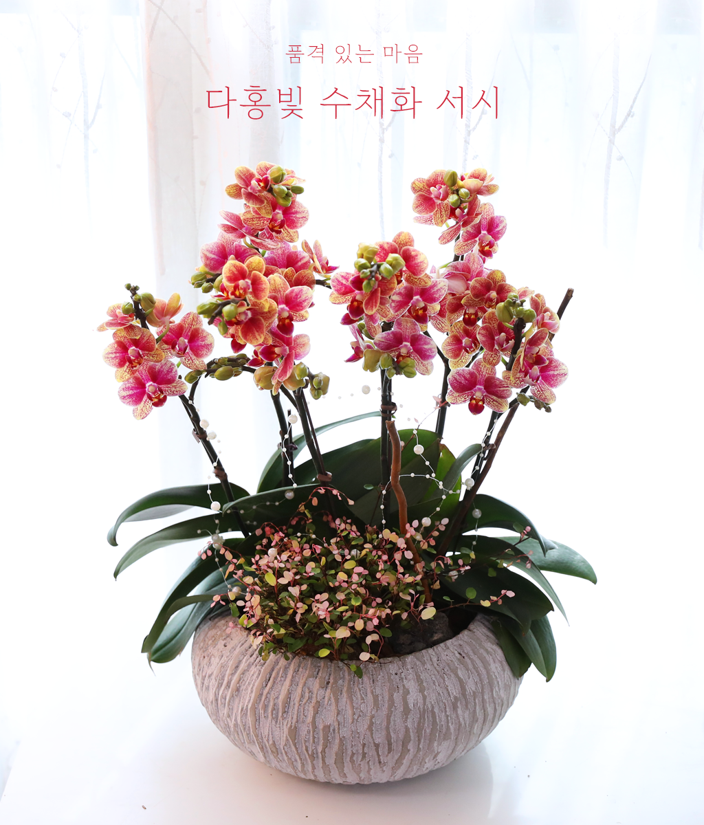 ��ȫ�� ��äȭ ���� - ������ �� ���� �ɹ��