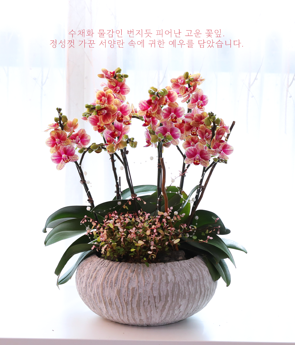 ��ȫ�� ��äȭ ���� - ������ �� ���� �ɹ��