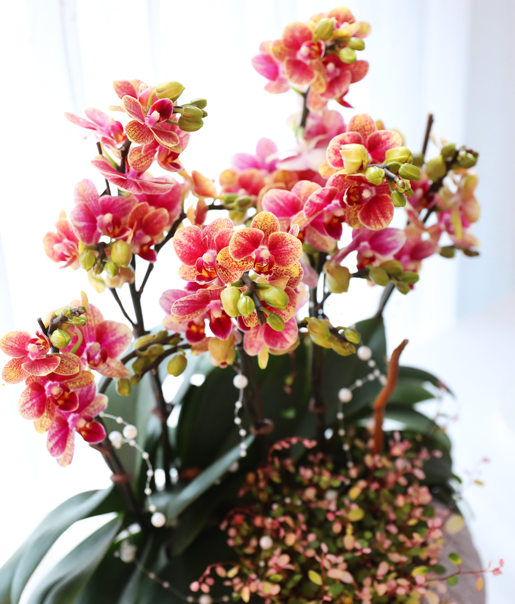 ��ȫ�� ��äȭ ���� - ������ �� ���� �ɹ��