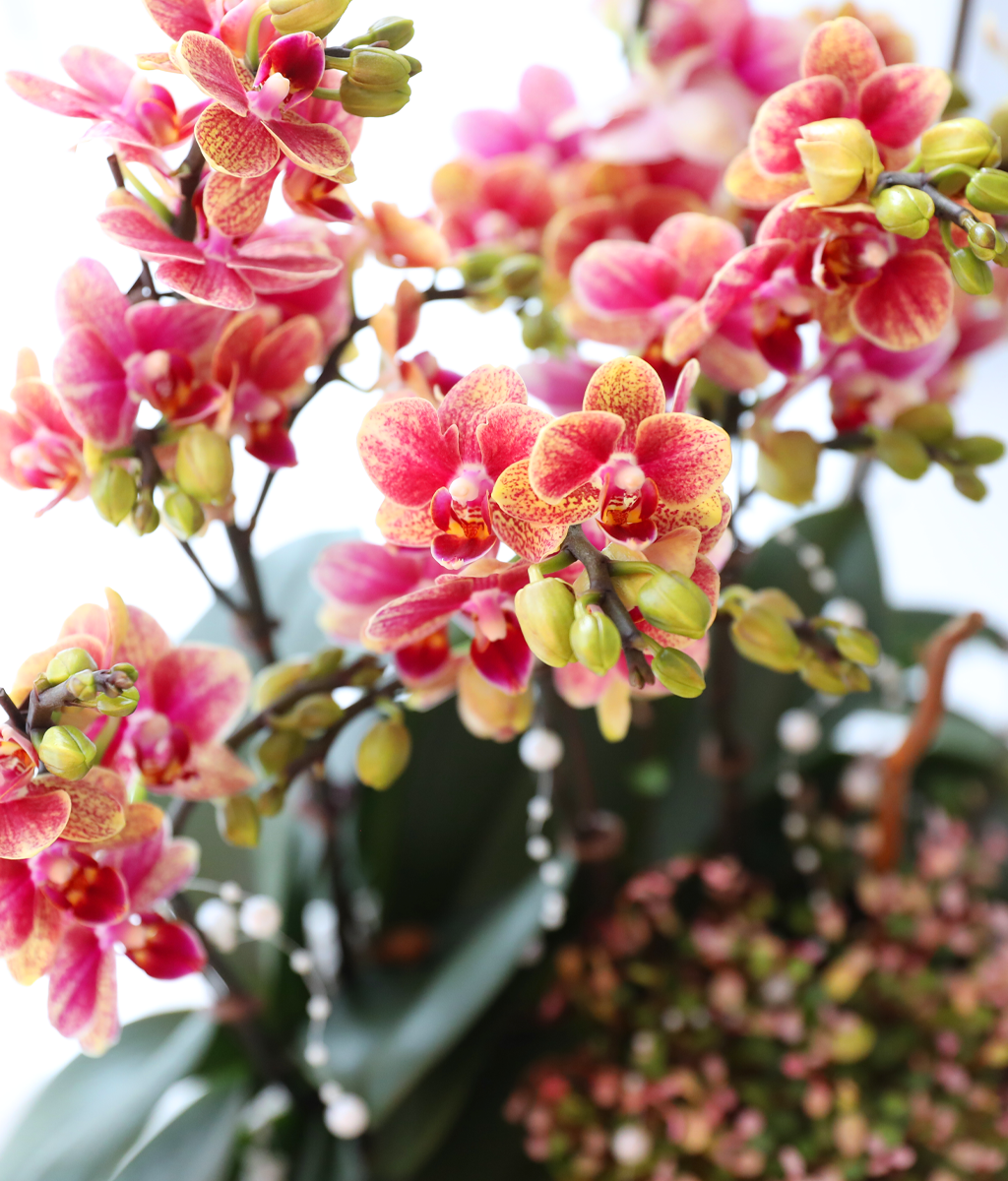 ��ȫ�� ��äȭ ���� - ������ �� ���� �ɹ��