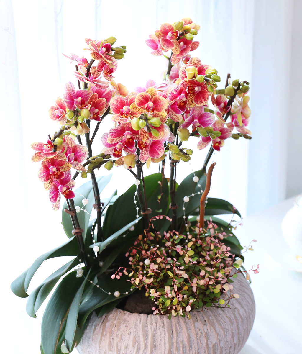 ��ȫ�� ��äȭ ���� - ������ �� ���� �ɹ��