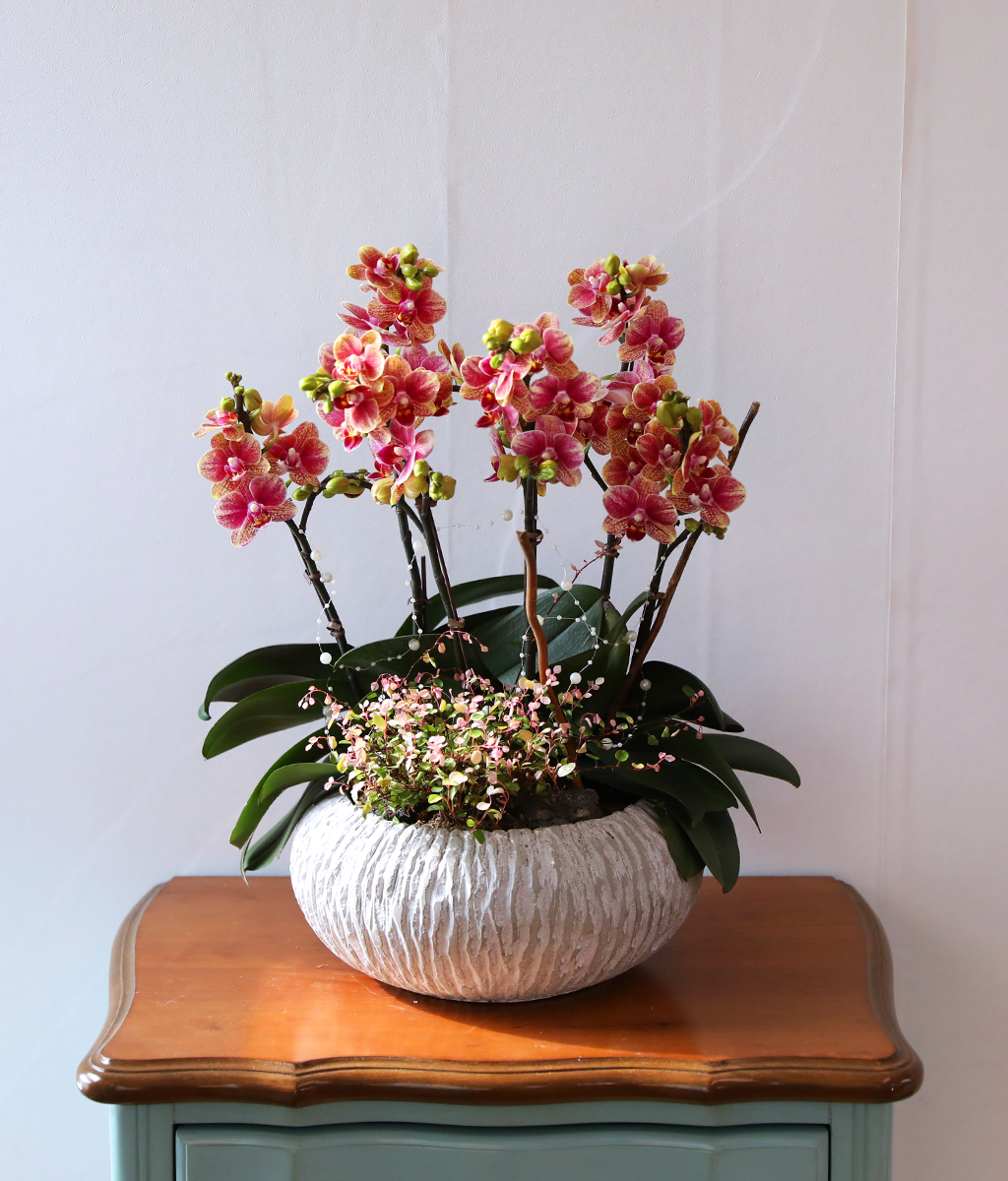 ��ȫ�� ��äȭ ���� - ������ �� ���� �ɹ��