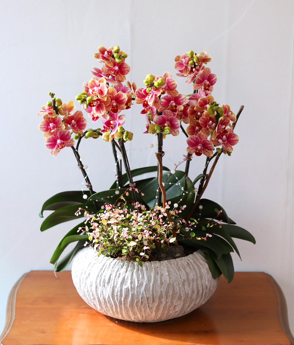 ��ȫ�� ��äȭ ���� - ������ �� ���� �ɹ��