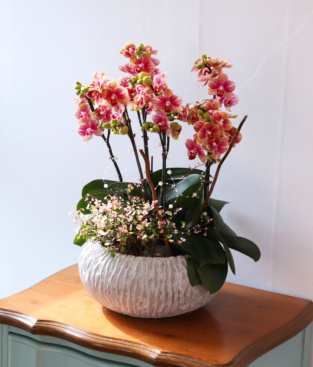 ��ȫ�� ��äȭ ���� - ������ �� ���� �ɹ��