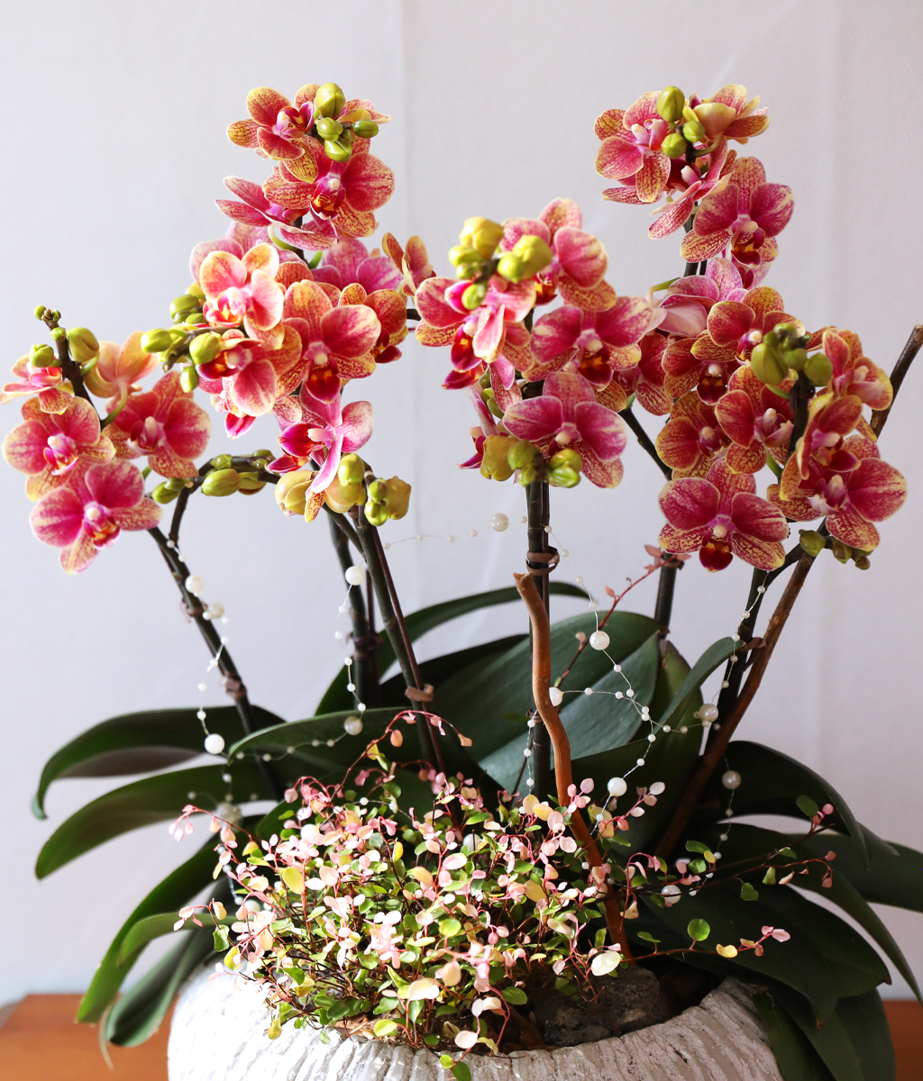 ��ȫ�� ��äȭ ���� - ������ �� ���� �ɹ��