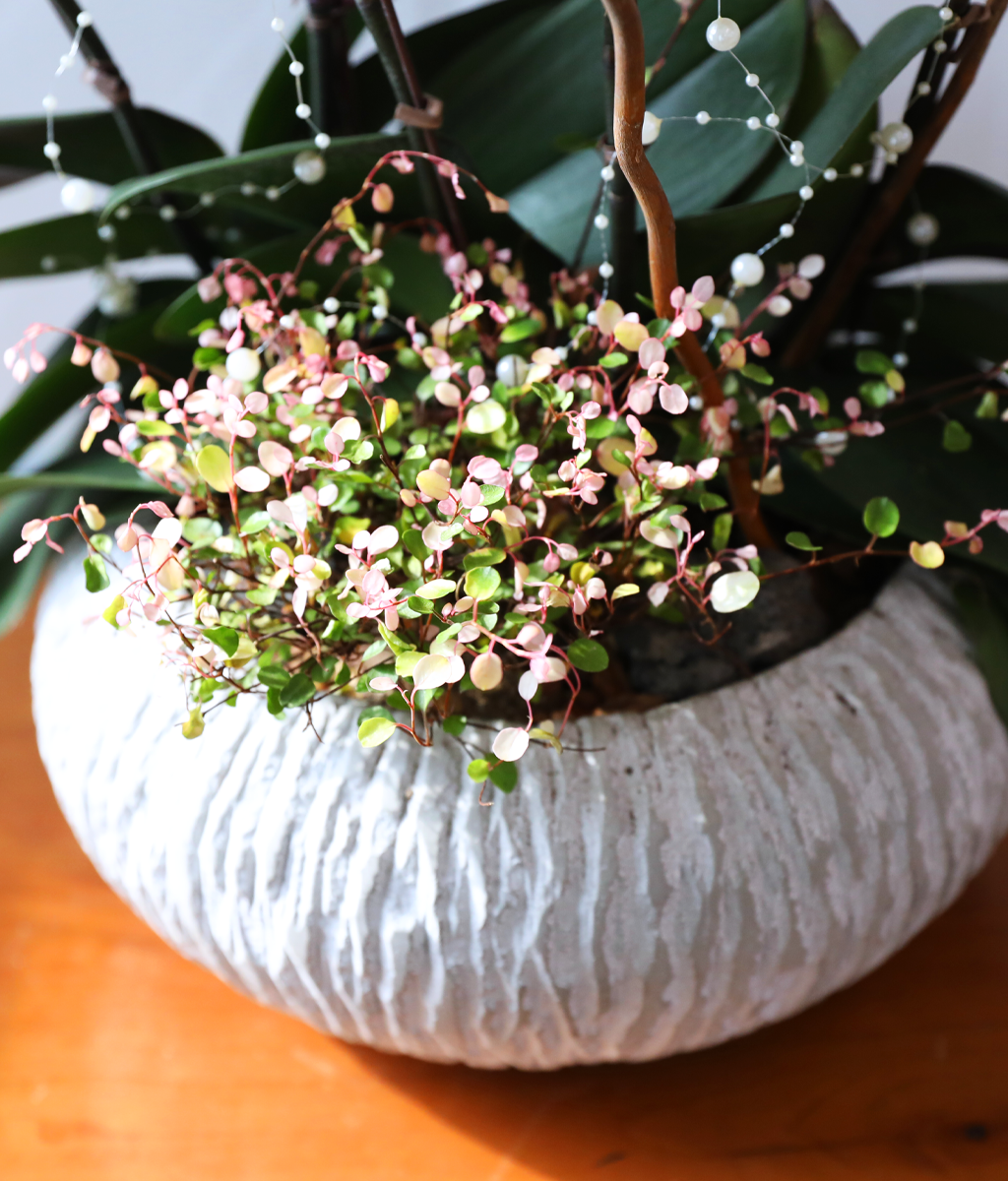 ��ȫ�� ��äȭ ���� - ������ �� ���� �ɹ��