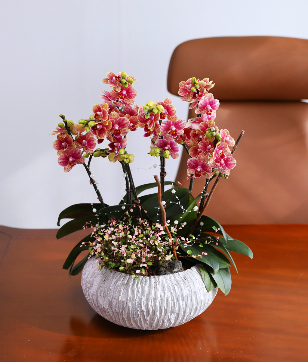 ��ȫ�� ��äȭ ���� - ������ �� ���� �ɹ��