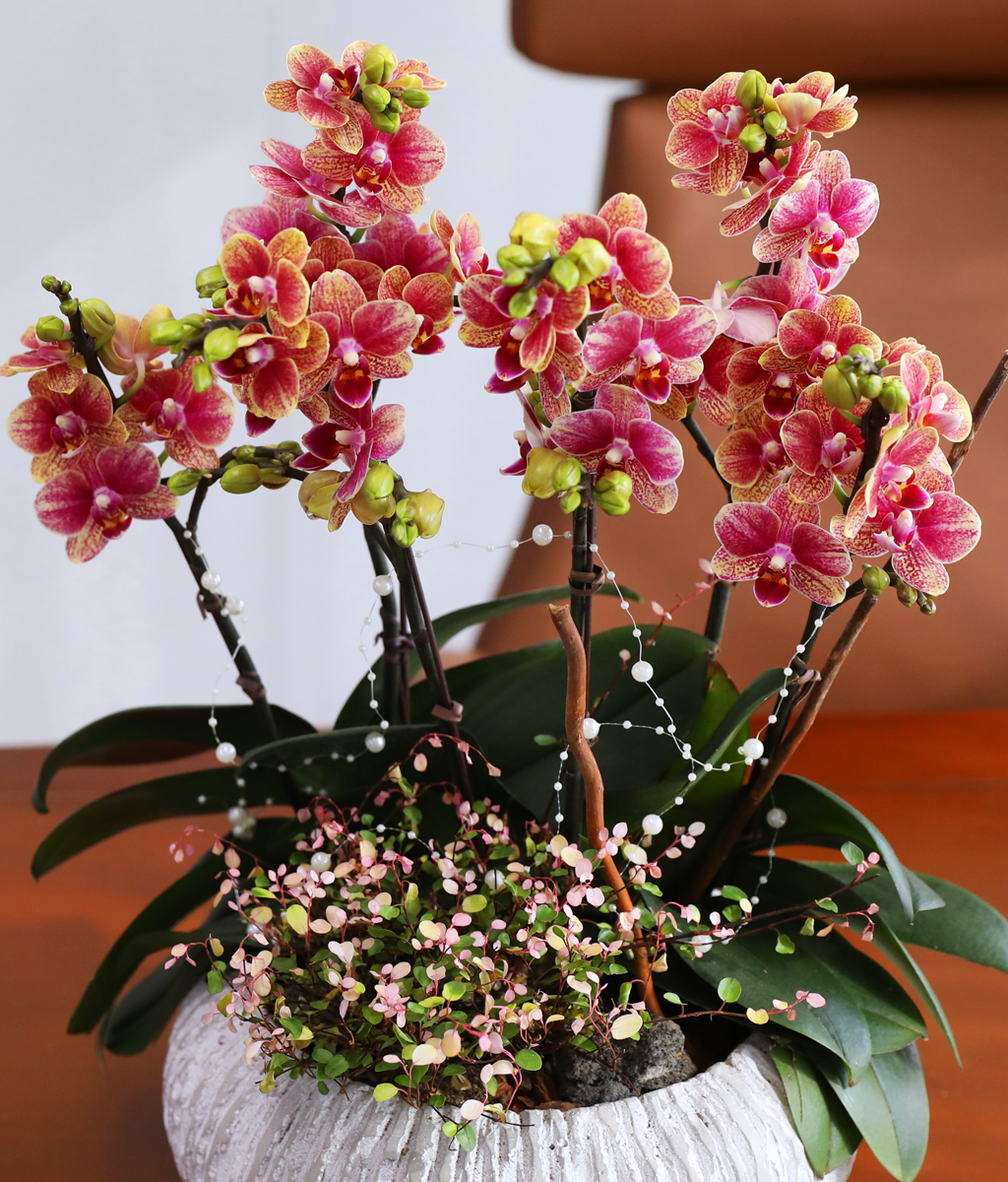 ��ȫ�� ��äȭ ���� - ������ �� ���� �ɹ��