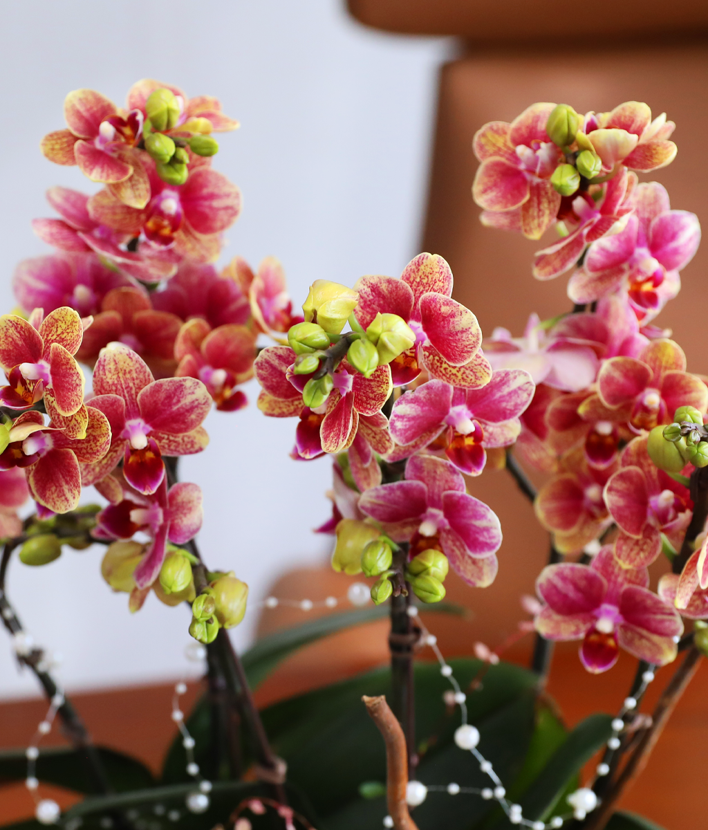 ��ȫ�� ��äȭ ���� - ������ �� ���� �ɹ��