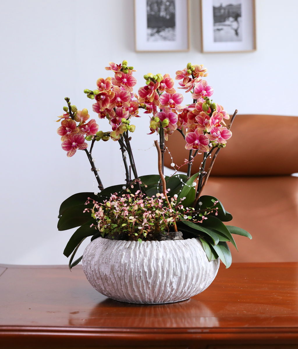 ��ȫ�� ��äȭ ���� - ������ �� ���� �ɹ��