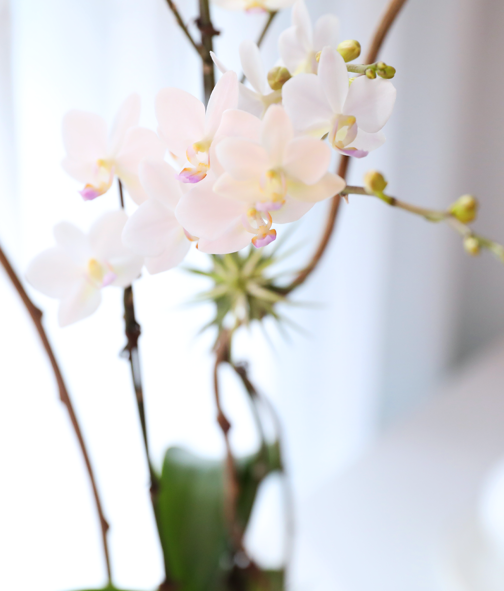 ������ �޹��� - ������ �� ���� �ɹ��