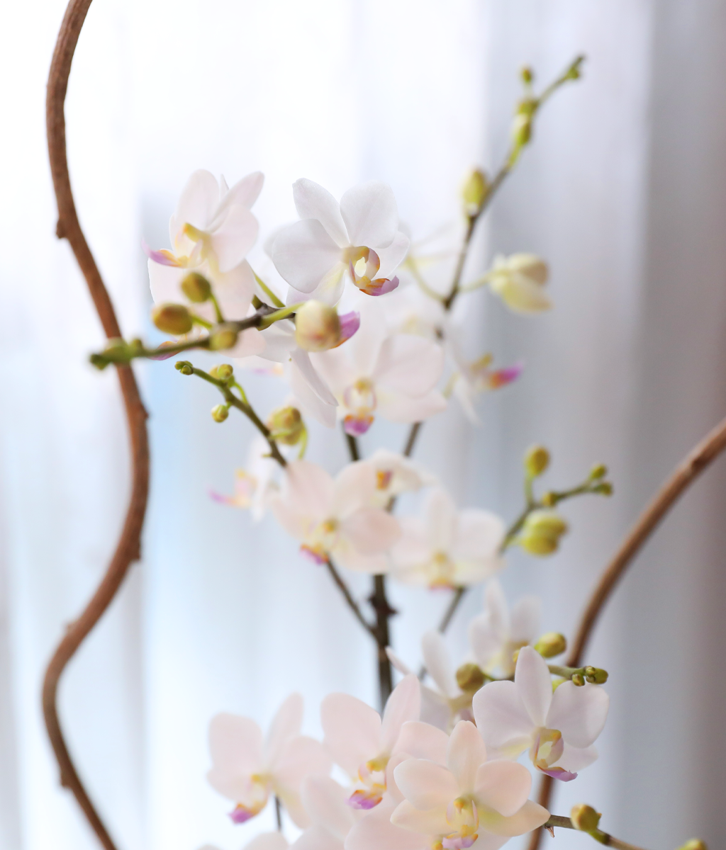 ������ �޹��� - ������ �� ���� �ɹ��