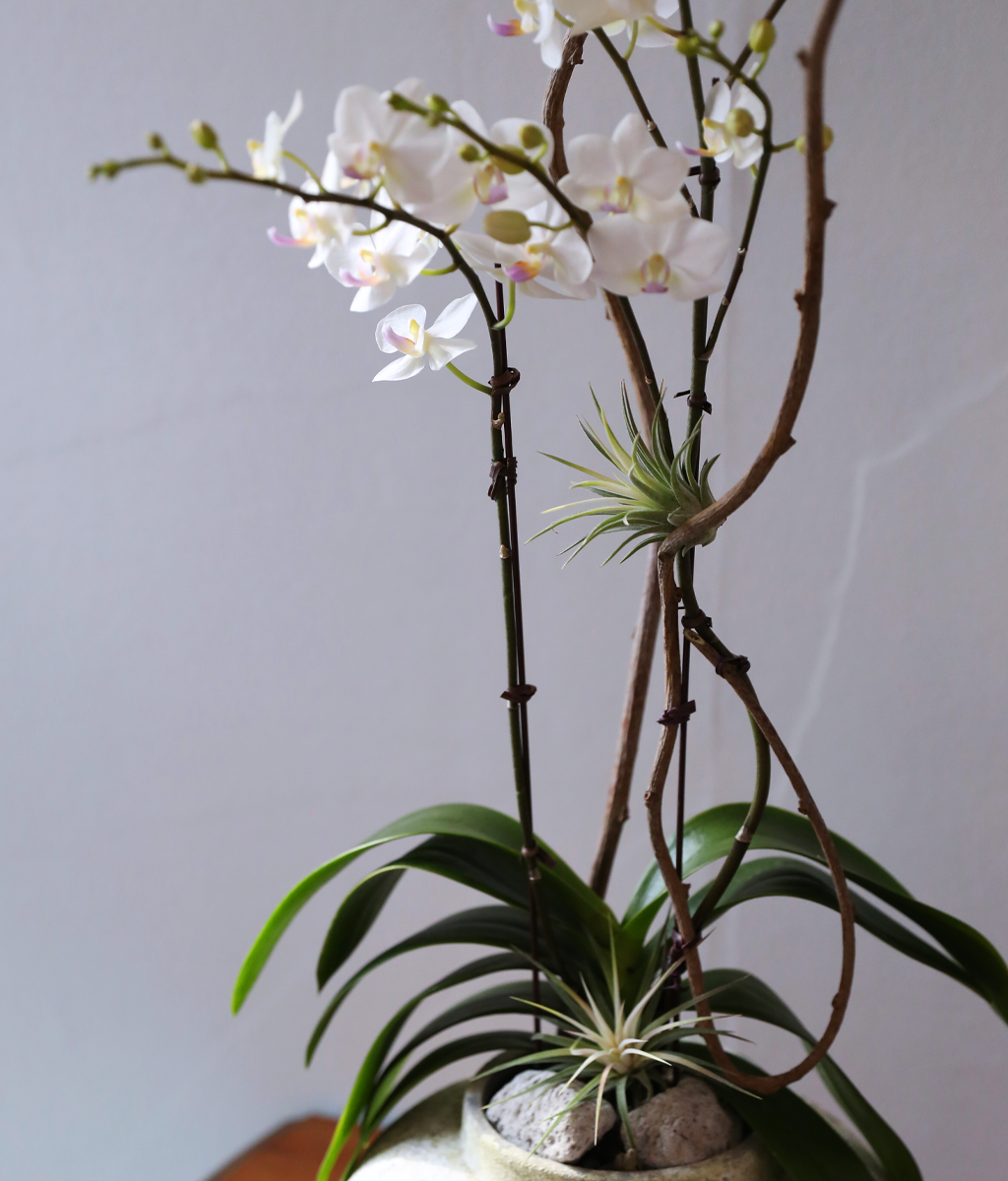 ������ �޹��� - ������ �� ���� �ɹ��